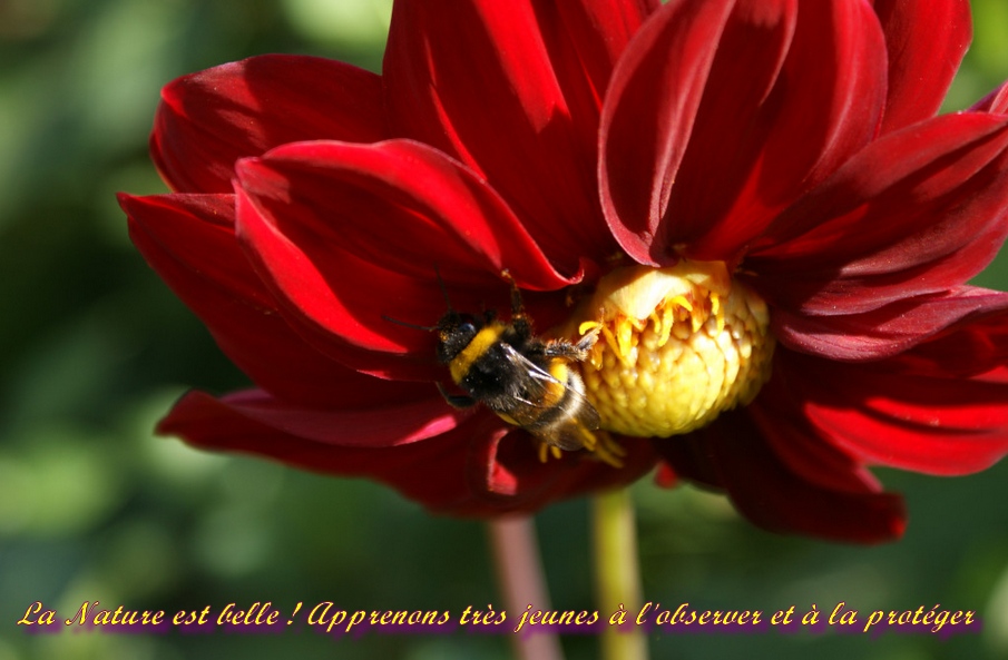 Les écoles qui jardinent